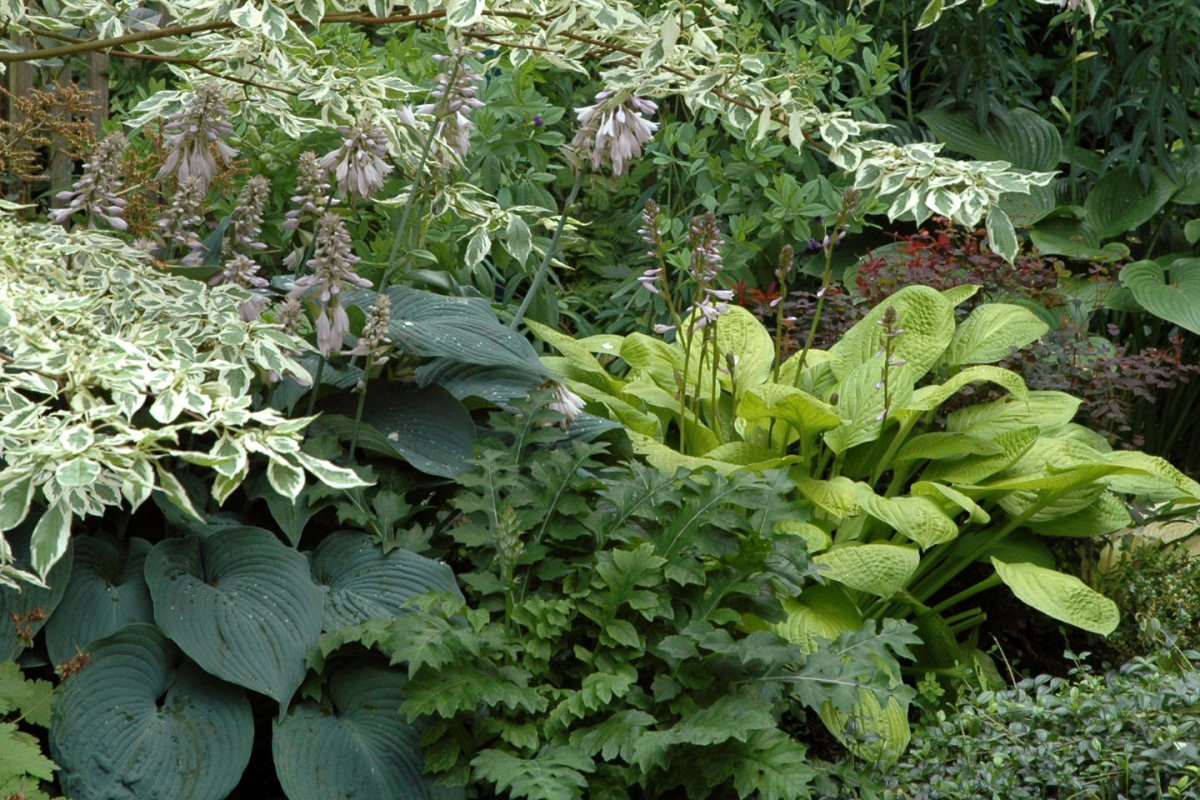 Schattengärten – attraktiv und geheimnisvoll | Gartenbau in Thüringen