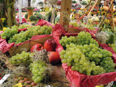 <p>Thüringer Weintrauben</p> <p>Thüringer Weintrauben</p>