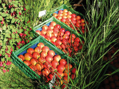 <p>heimische Apfelsorten</p> <p>heimische Apfelsorten</p>