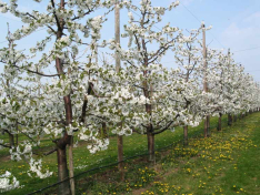 <p>Obstbäume</p> <p>Obstbäume</p>