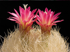 <p>Neoporteria Nidus</p> <p>Neoporteria Nidus</p>