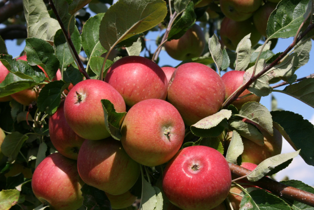 <p>Äpfel</p>