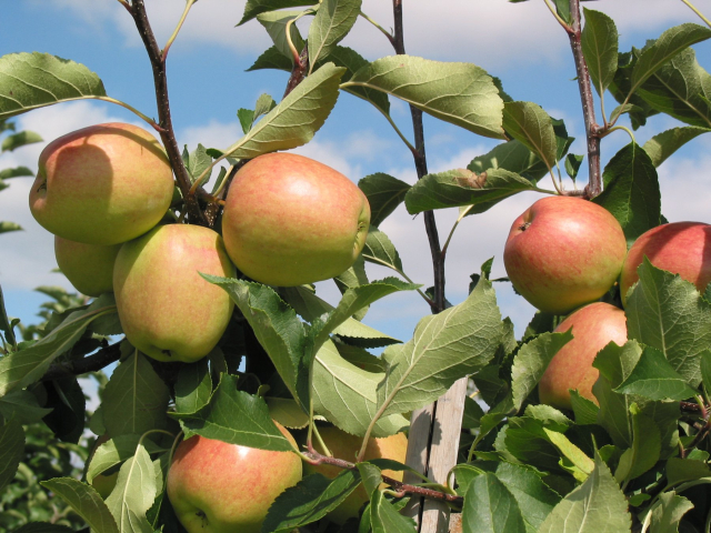 <p>Äpfel</p>
