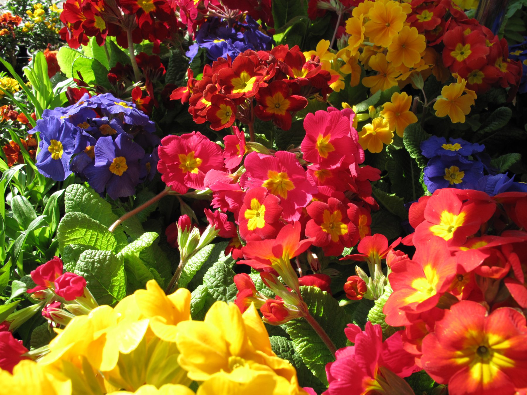 Abholservice Blumen und Pflanzen vom Thüringer Gärtner Gartenbau in